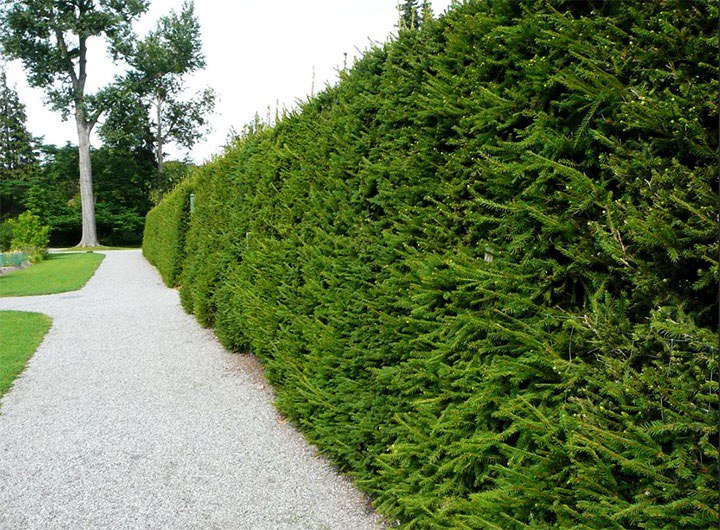 живая изгородь из ели